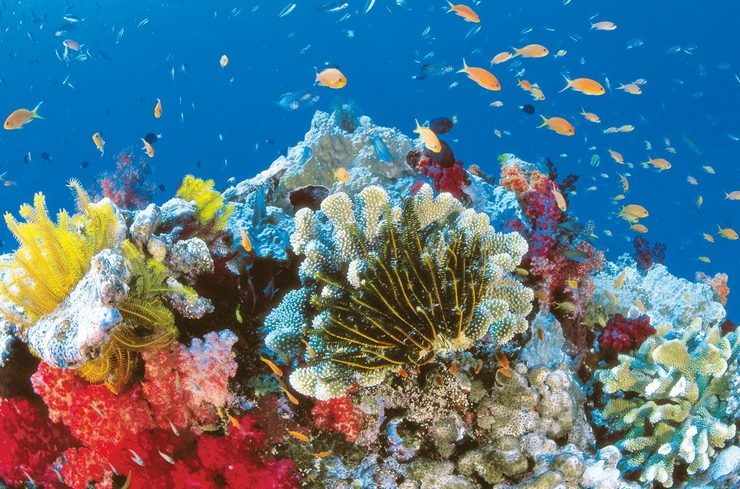 5 Wonders of The Underwater World That Will Leave You Breathless
