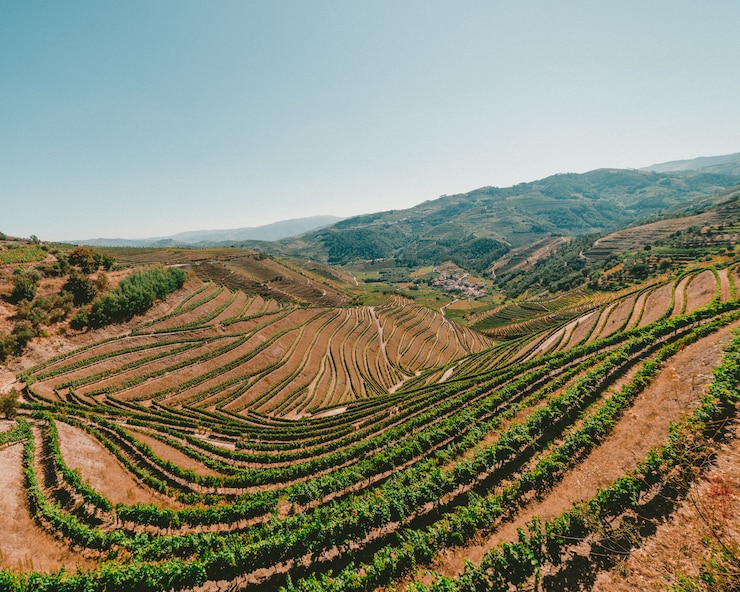 A TRIBUTE TO THE DOURO VALLEY