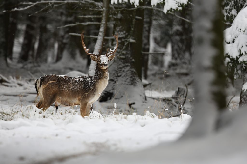 CHIC WINTER REVELATIONS: PULLCAST'S LATEST INSPIRATIONS - Deer and hantlers