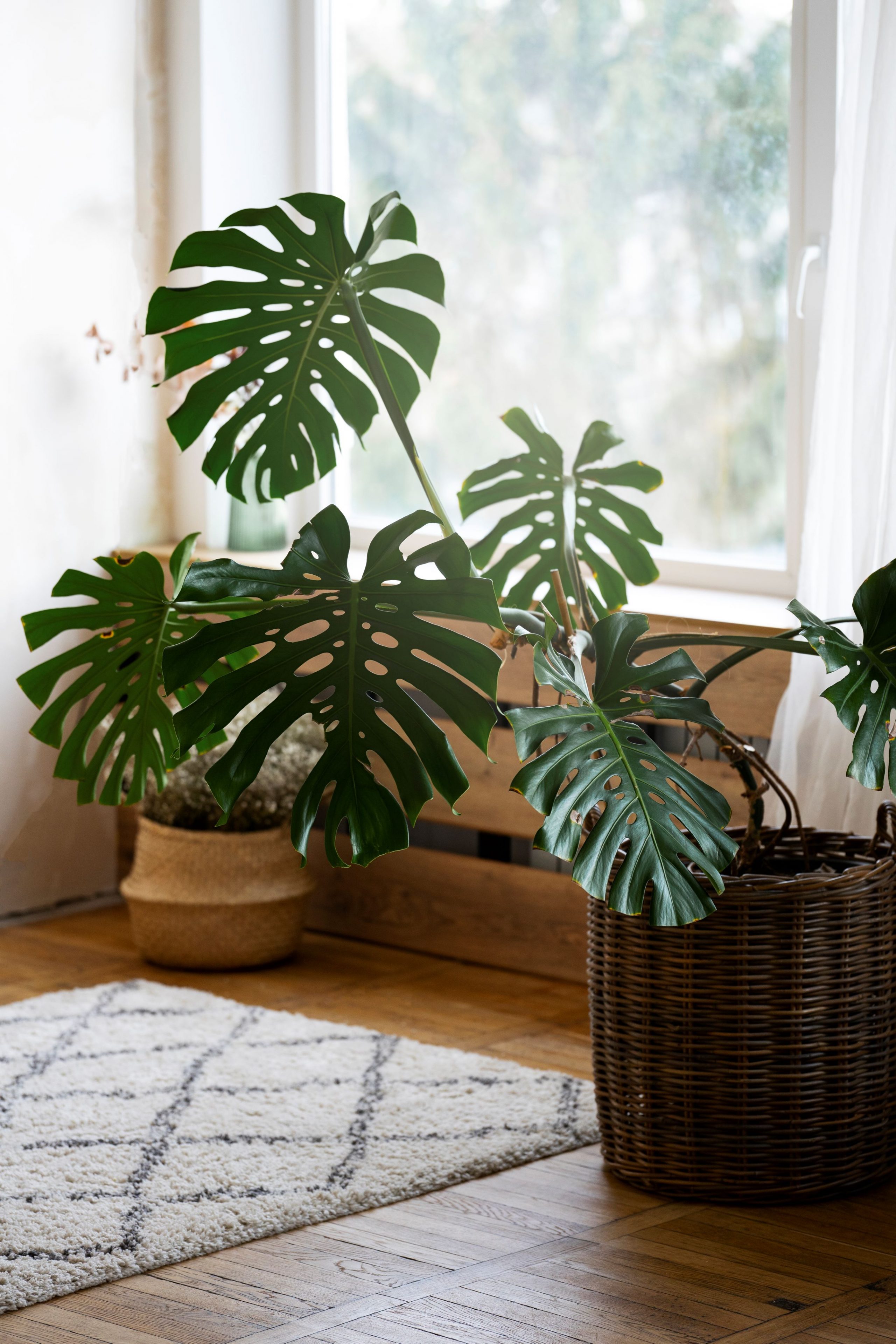 BRING NATURE INTO YOUR HOME - HOW TO EMBRACE WINTER GREENERY