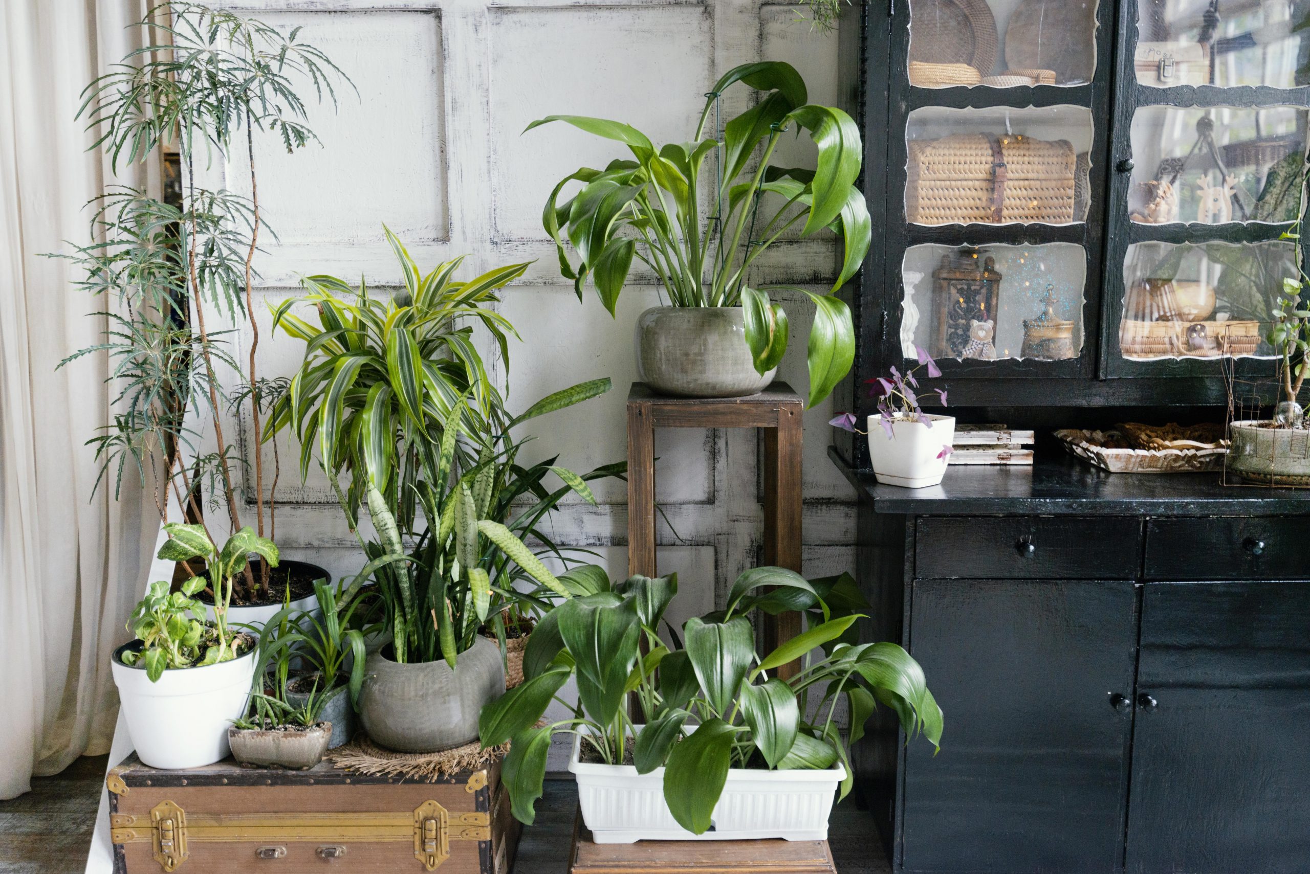 BRING NATURE INTO YOUR HOME - HOW TO EMBRACE WINTER GREENERY