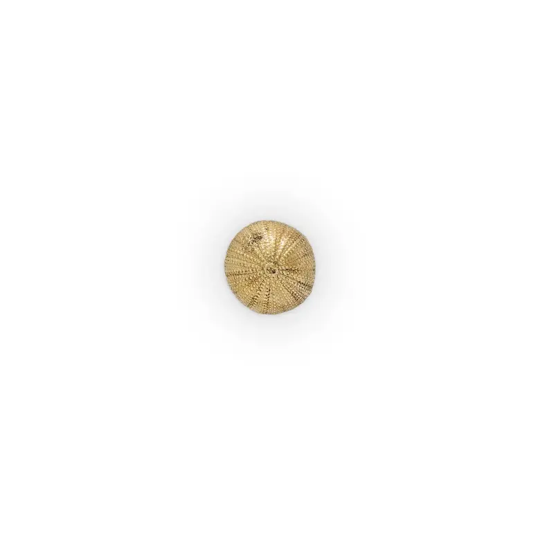 urchin